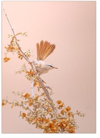 Displate - Poster aus Metall - Magnet-Montage - World Class Photos - Japan - Scrub Warbler - Größe L - 67,5x48cm Matt