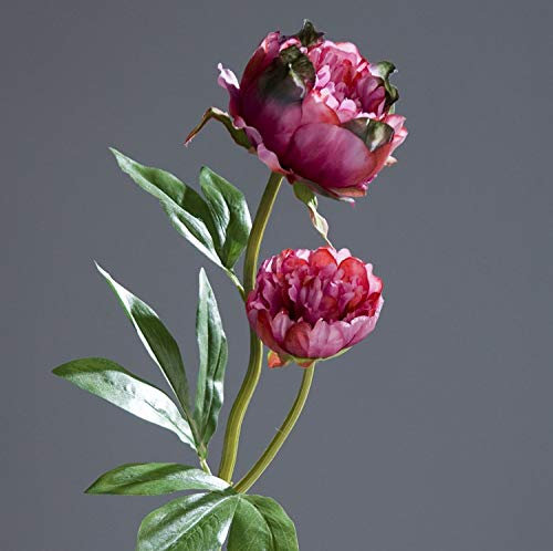 Pfingstrose mit 2 Blüten 60cm Fuchsia DP Kunstblumen Seidenblumen künstliche Blumen Päonie