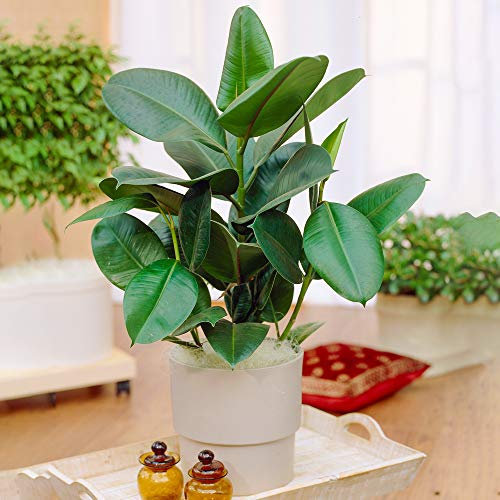 1 x Ficus Robusta | Pianta Sempreverde Lucida da 30-40 cm per la Casa o l'Ufficio
