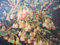 Rote Glockenheide - Prachtglocke - Enkianthus campanulatus Wallaby - 40-60cm