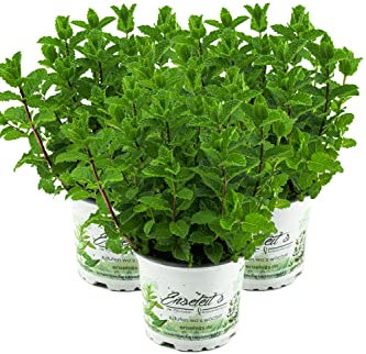 3er Set Marokkanische Minze,Mentha Spicata v. Crispa,frische Minze