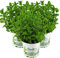 3er Set Marokkanische Minze,Mentha Spicata v. Crispa,frische Minze