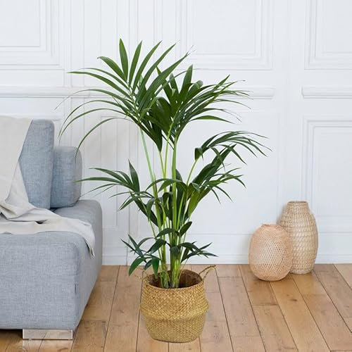 Fleurs et Délices - Plante verte - Plante d'intérieur - Kentia - 90/100 CM - avec cache pot - Fabrication Française Artisanale de Qualité - Plante à Offrir