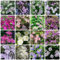 150 Pcs Clematis Samen Winterhart, Blumensamen Gastgeschenk, Stauden (Clematis Florida) Wildblumenmischung, Bio Saatgut, Garten Blumen, Saatgut Blumenbeet, Exotische Pflanzen Winterhart