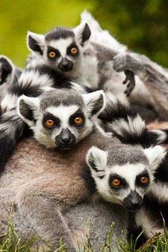 Edition Colibri LEMUREN-FAMILIE/KATTAS 3 D Postkarte (10180)