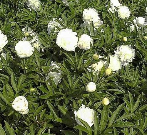 Edelpfingstrose Charlies White - Paeonia lactiflora