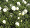 Edelpfingstrose Charlies White - Paeonia lactiflora