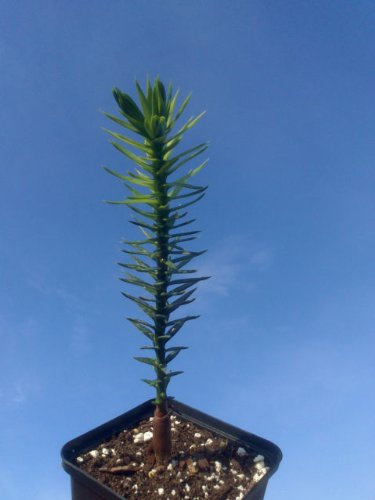 2 Years Old Araucaria ARAUCANA Monkey Puzzle Seeds in 8CM Pot Lovely Condition: Only Seeds