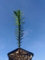 2 Years Old Araucaria ARAUCANA Monkey Puzzle Seeds in 8CM Pot Lovely Condition: Only Seeds