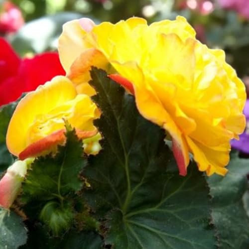 Carbeth Plants Begonia Nonstop Yellow Red Back Bedding Plants 2 x 6 Pack - Easy Grow Garden Ready Weather Resistant Outdoor Shrubs - Colourful Summer Flowers for Beds, Borders, Pots & Containers