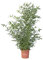 KENTIS - Set di Bambusa Bissetii - Bamboo Piante Vere Alte Fino a 5/7 m - Bambù Pianta da Siepe da Giardino - H 170-200 cm Vaso Ø 24 cm