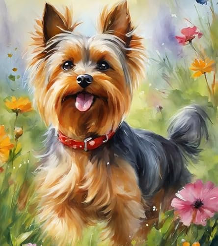 Malen nach Zahlen Erwachsene,Yorkshire-Terrier 40 x 50cm DIY Handgemalt Ölgemälde Kits auf Leinwand Geschenk für Weihnachten Geburtstag, Home Haus Deko