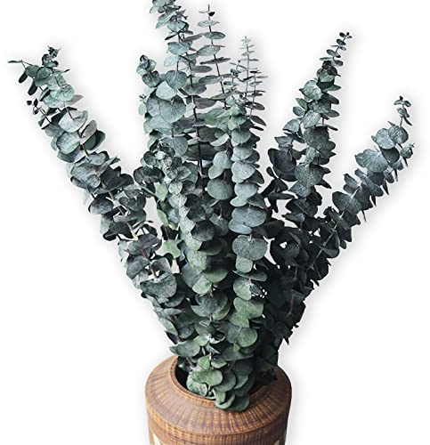 Eukalyptus für die Dusche, getrocknete Eukalyptusstiele, 43,2 cm, 100 % aus frischem Eukalyptus, Hochzeitsdekoration, Heimdekoration, Bauernhaus, Raumdekoration, DIY, künstliche Pflanzen, Blumen, 10