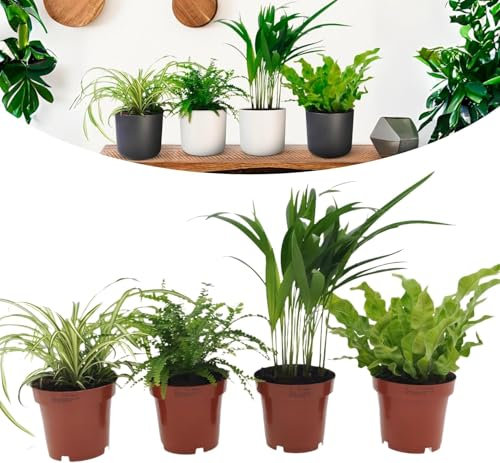 Happy Plants Plantes d'intérieur purificatrices d'air avec pot - 4 pièces plantes vertes