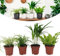 Happy Plants Plantes d'intérieur purificatrices d'air avec pot - 4 pièces plantes vertes