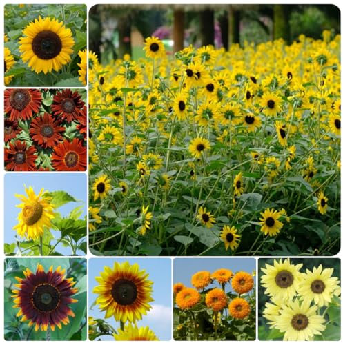 100 piezas semillas de girasol perennes, girasol resistente Las plantas de jardín son plantas perennes resistentes, plantas perennes resistentes a pleno sol. semillas de girasol Plantar
