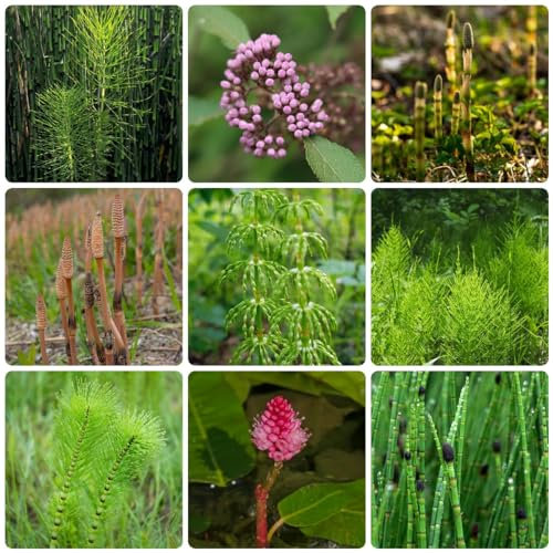 100 Pcs Winterschachtelhalm Samen - Equisetum Hyemale - Deko Wohnzimmer, Aquarium Pflanzen Kräutersamen Ziergras Teichpflanzen Samen, Dachbegrünung Samen, Nachhaltige Geschenke, Kräuter