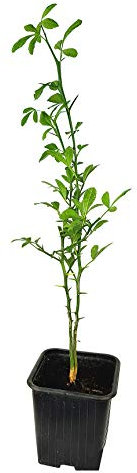 Seedeo® Bitterorange (Poncirus trifoliata) Pflanze ca. 10-20 cm