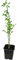 Seedeo® Bitterorange (Poncirus trifoliata) Pflanze ca. 10-20 cm