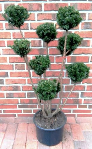 Eibe, Taxus media Hillii - Gartenbonsai, Höhe: 120-130 cm + Dünger