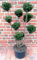 Eibe, Taxus media Hillii - Gartenbonsai, Höhe: 120-130 cm + Dünger