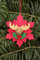 Christian Ulbricht Ornament - Weihnachtsstern mit Elch 7cm