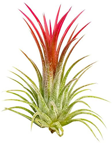 Tillandsia Ionantha‘ Rubra ’Pflanze Luft Pflanze - Beliebte auf Chelsea Dieses Jahr