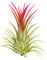 Tillandsia Ionantha ‘ Rubra ’Planta. Aire Planta - Popular en Chelsea Este Año