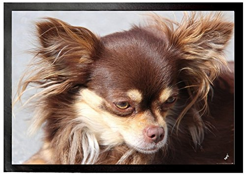 1art1 Hunde Brauner Langhaar Chihuahua Fußmatte Dekomatte Innenbereich | Design Türmatte 70x50 cm