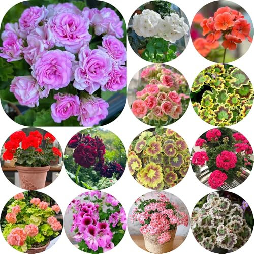 semillas de geranio colgante - pelargonium - Plantas raras, decoración de sala de estar, semillas de prado de flores perennes Decoración de jardín para exteriores, alfombra de flores, 500pcs