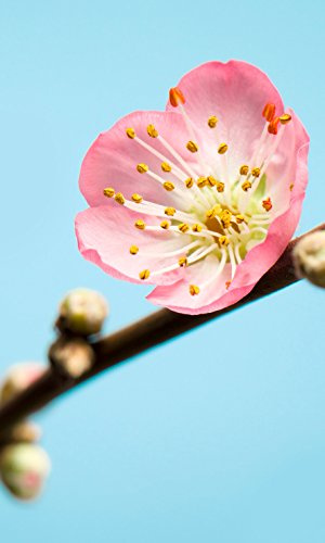Komar Vlies Fototapete Peach Blossom, 150 x 250 cm, 3 Bahnen