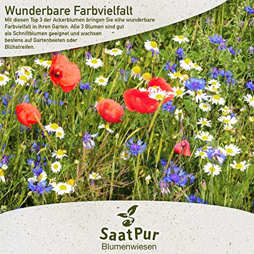 Blumenwiese Schmetterlingswiese 1 kg, ohne Gras, mit Saathelfer, für sandige Standorte, für Schmetterlinge Bienen, Insekten