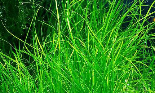 Vallisneria Nana x1 Manojo - Planta de Acuario Viva