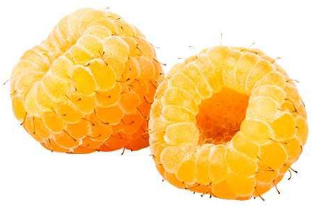 Gelbe Himbeere Rubus idaeus Golden Bliss – Topfgröße 60-70 cm | Süße, aromatische Früchte | Winterhart & pflegeleicht | Naschgarten, Terrasse & Balkon