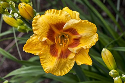 Hemerocallis x cult. 'Fooled Me' ca. 11x11 cm Topf - Taglilie, gelbe Blüten mit rotem Auge, Blütezeit Juni-August, ideal für Rabatten, pflegeleicht und winterhart
