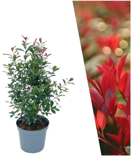 Plants by Frank | 25 Große Glanzmispel Carré Rouge Pflanzen für 10 laufende Meter Hecken | ↨ 80-100 cm im 12 Liter Topf | Photinia fraseri Carré Rouge | Heckenpflanzen | Sichtschutz garten