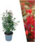 Plants by Frank | 25 Große Glanzmispel Carré Rouge Pflanzen für 10 laufende Meter Hecken | ↨ 80-100 cm im 12 Liter Topf | Photinia fraseri Carré Rouge | Heckenpflanzen | Sichtschutz garten