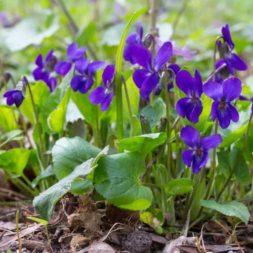 semi di viola profumate, biologici Viola odorata, perenni resistenti da balcone del giardino 50pcs