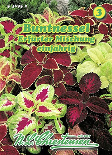 Buntnessel Erfurter Mischung Coleus blumei Hybride Nessel