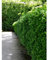 Kirschlorbeer Novita 80-100 cm. 18 Pflanzen. Kirschlorbeer Hecke | Immergrüne Lorbeerhecke
