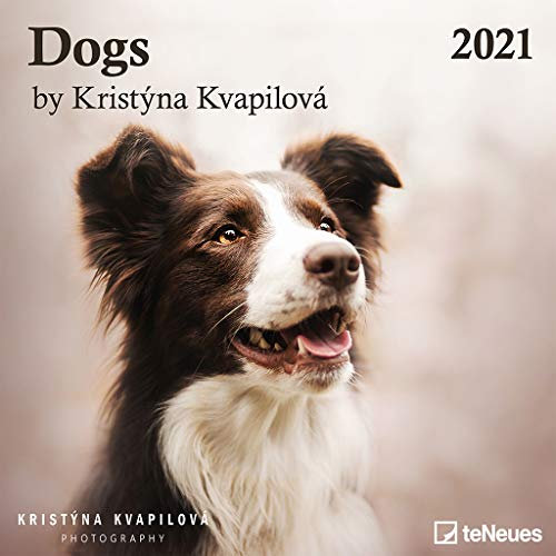 Dogs by Kristýna Kvapilová 2021 - Wand-Kalender - Broschüren-Kalender - 30x30 - Hunde