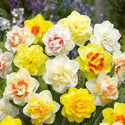 Decorazioni Paesaggistiche Profumate,Bulbi Di Narciso A Fiore Grande,Bulbi Di Narciso,Narcisi, Possono Decorare Bonsai,Daffodil Bulbi-15 Lampadine,c