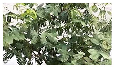Pcs - 10x Acacia Burkei Black Monkey Thorn Tree Garden Pflanzen-Samen ID203 - Seeds & Plants Shop by Ipsa