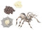 CORHAD 1 Satz Lebensphasenmodell tierisches Wachstumsmodell Spinnenmodell Zubehör für Tuff-Tabletts Tiermodelle Evolutionsmodell Spielzeug Tierausstellungsmodelle Partydekorationen Abs