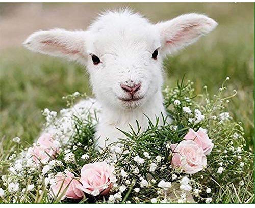 Bimkole 5D DIY Diamond Painting Zubehör Diamant Malerei Kit Schafe Blumen Bohren voll Strass Set, Gemälde Malen nach Zahlen mit Dekoration 30 * 40 cm (d5-412)