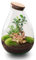 urbanjngl.com - Flaschengarten - Drop XL Ficus Ginseng Bonsai - Ökosystem mit Pflanzen im Glas - ↑ 37 cm Drop XL Bonsai - Do-It-Yourself Paket - DIY-Set - Pflanze im Glas - Komplettset Terrarium -