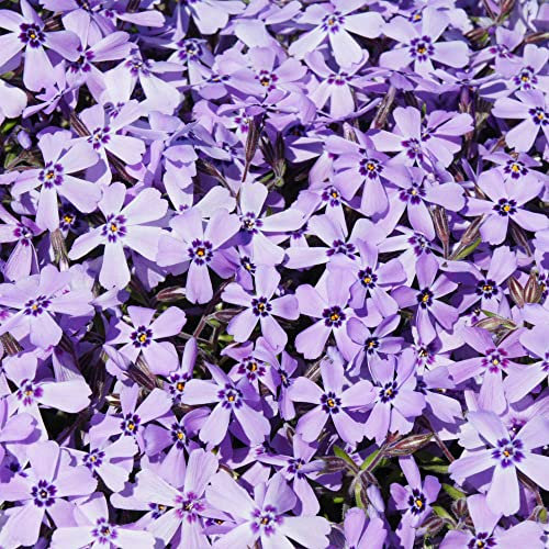 YouGarden Phlox 'Emerald Blue', 9cm Potted Plant, Spreading Ground Cover, Long-Lasting Lilac-Blue Flowers, Ready to Plant