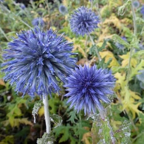 6x Banater Kugeldistel 'Blue Globe' - Echinops bannaticus ‘Blue Globe’ - Topf 9x9cm