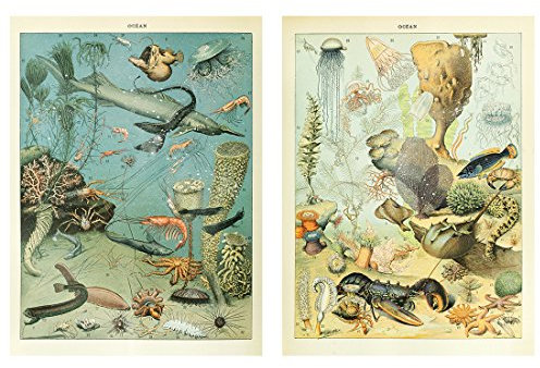 Meishe Art Poster Plakate Drucken Plakatdruck Jahrgang Kunstdruck Meerestiere Organismus Tiefsee Fische Kreaturen Arten Rassen Identifizierung Bezug Chart Sammlung Mauer Dekor Hummer Quallen Garnelen