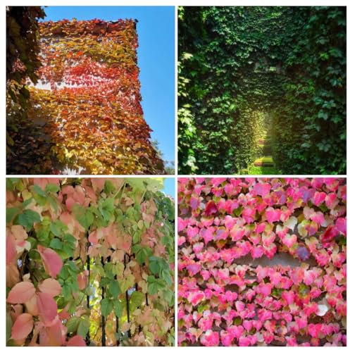 300 pz Semi di Parthenocissus tricuspidata (vite vergine) piante resistenti all'esterno semi semi di piante le piante di vite sono resistenti pianta da balcone giardino decorativo